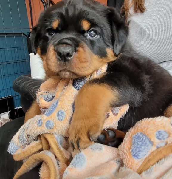 cuccioli di rottweiler di razza pura per adozione | Foto 3
