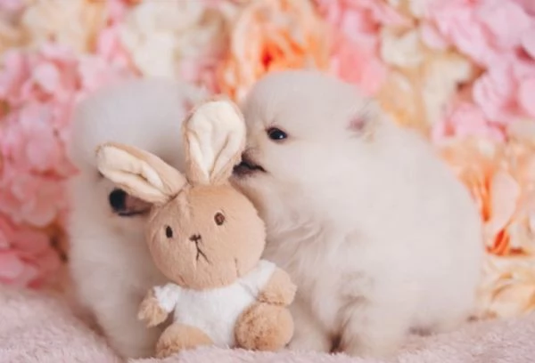 bellissimo volpino pomerania per adozione