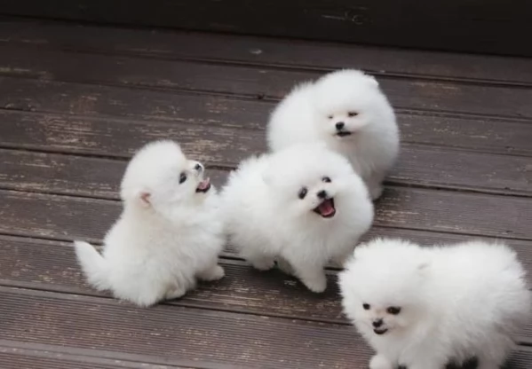 bellissimo volpino pomerania per adozione