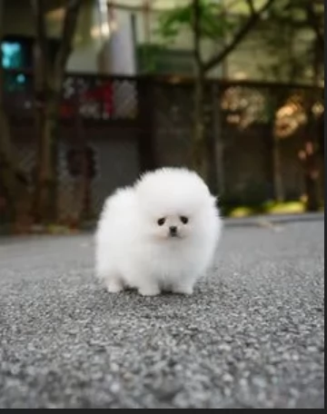 bellissimo volpino pomerania per adozione | Foto 0