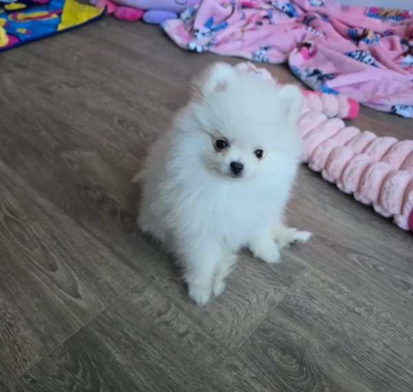 bellissimo volpino pomerania per adozione | Foto 2