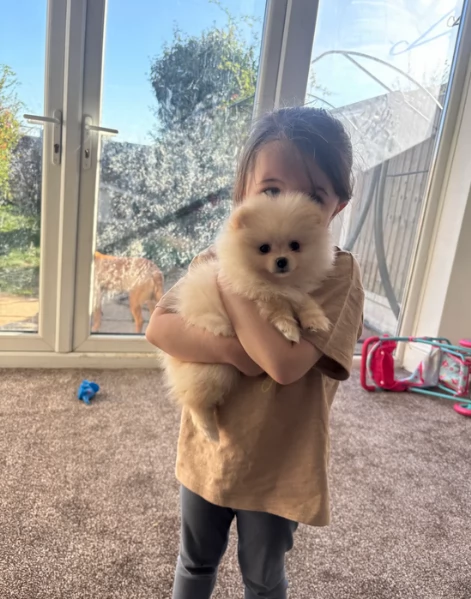 bellissimo volpino pomerania per adozione | Foto 3