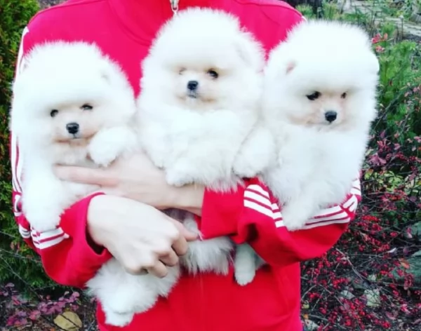 bellissimo volpino pomerania per adozione