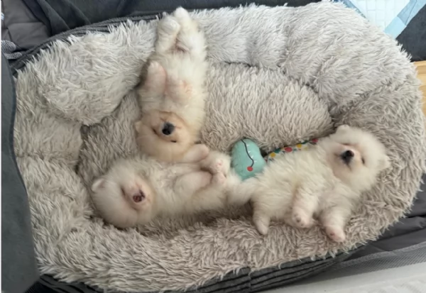 bellissimo volpino pomerania per adozione