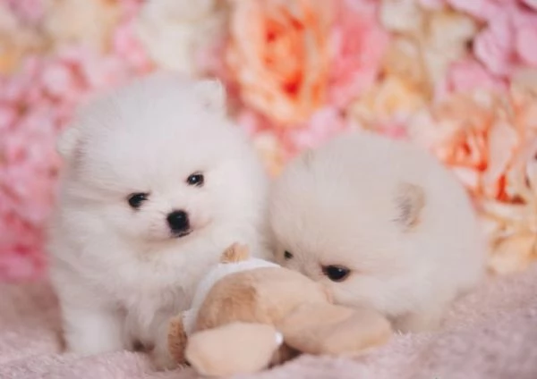 bellissimo volpino pomerania per adozione