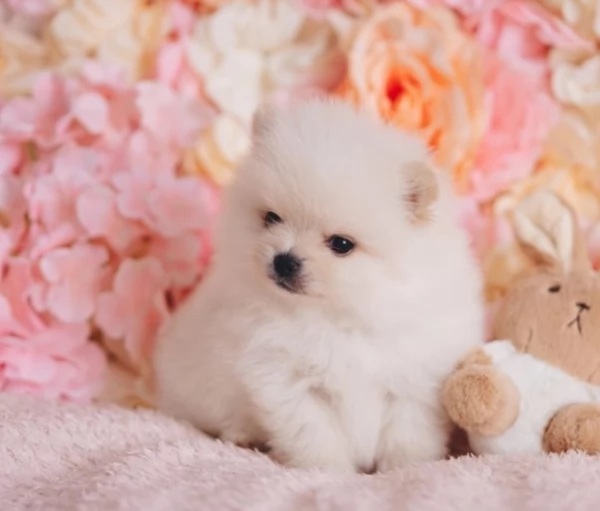 bellissimo volpino pomerania per adozione | Foto 2