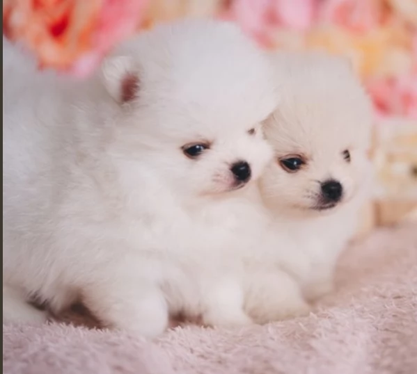 bellissimo volpino pomerania per adozione | Foto 0