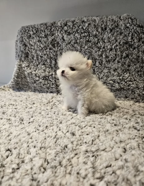 bellissimo volpino pomerania per adozione | Foto 3