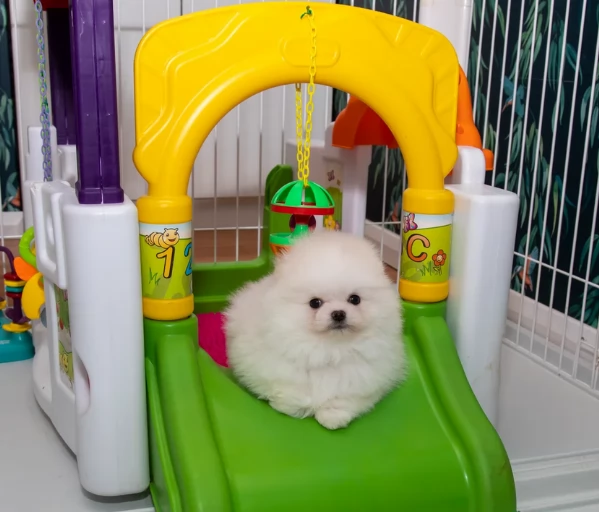 bellissimo volpino pomerania per adozione | Foto 1