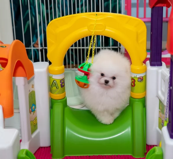 bellissimo volpino pomerania per adozione