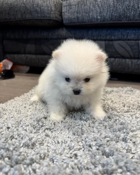 bellissimo volpino pomerania per adozione | Foto 6