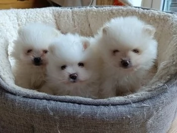 bellissimo volpino pomerania per adozione