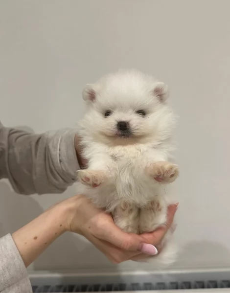 bellissimo volpino pomerania per adozione | Foto 4