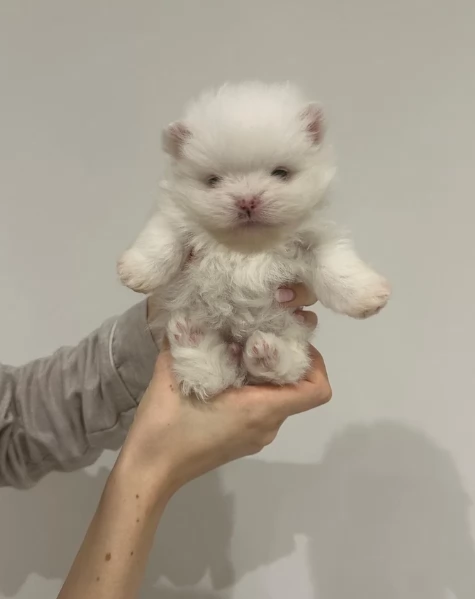 bellissimo volpino pomerania per adozione | Foto 3