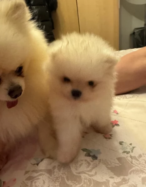 bellissimo volpino pomerania per adozione