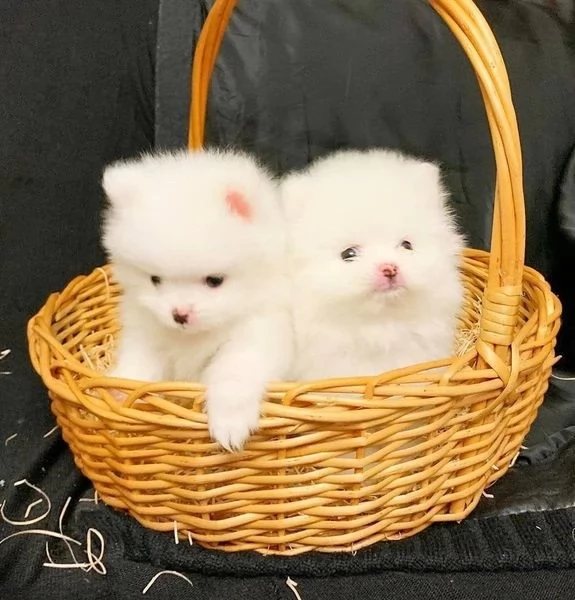 bellissimo volpino pomerania per adozione | Foto 0