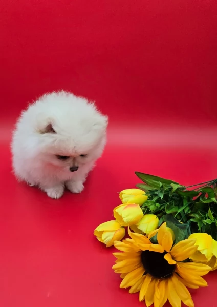 bellissimo volpino pomerania per adozione