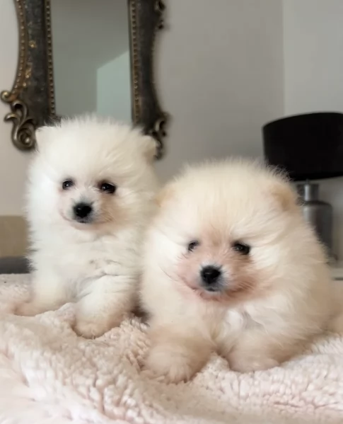 bellissimo volpino pomerania per adozione