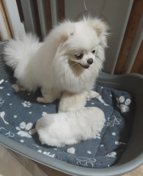 bellissimo volpino pomerania per adozione | Foto 5