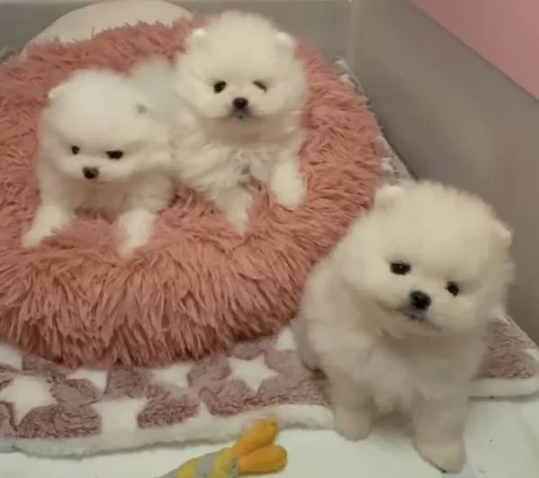 bellissimo volpino pomerania per adozione | Foto 3