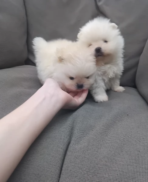 bellissimo volpino pomerania per adozione | Foto 1
