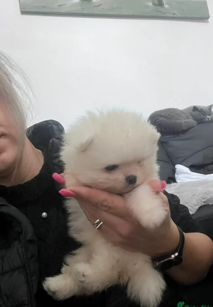 bellissimo volpino pomerania per adozione