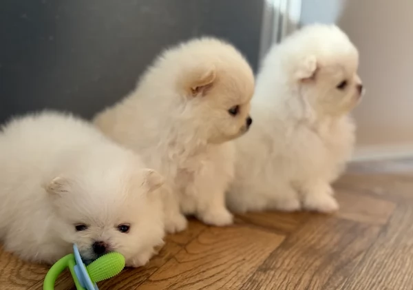 bellissimo volpino pomerania per adozione