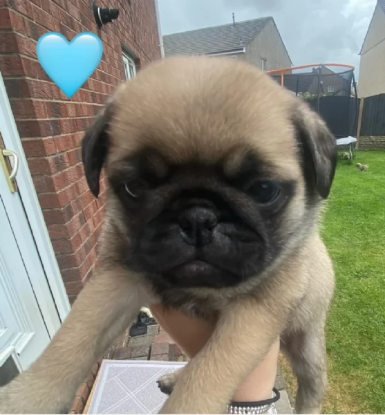 Bellissimi cuccioli di Carlino subito disponibili per adozione | Foto 5