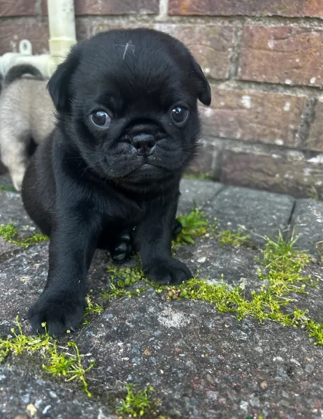 Bellissimi cuccioli di Carlino subito disponibili per adozione | Foto 4