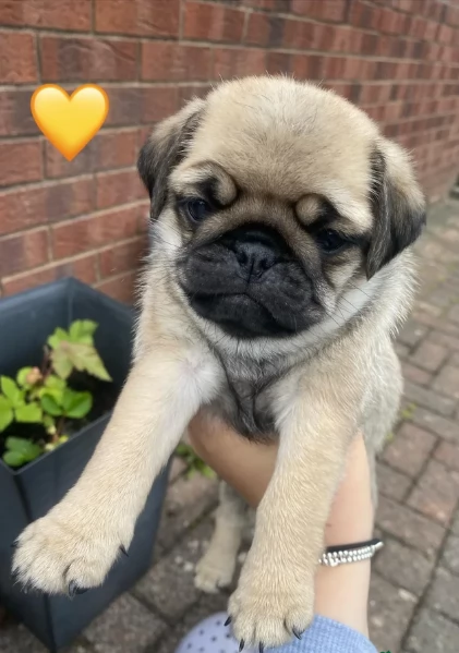Bellissimi cuccioli di Carlino subito disponibili per adozione | Foto 3