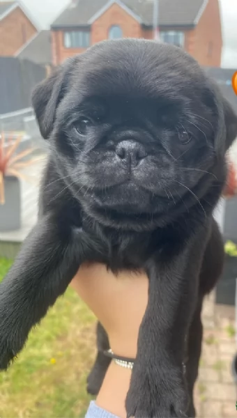 Bellissimi cuccioli di Carlino subito disponibili per adozione | Foto 2