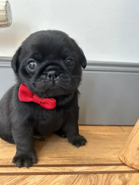 Bellissimi cuccioli di Carlino subito disponibili per adozione | Foto 0