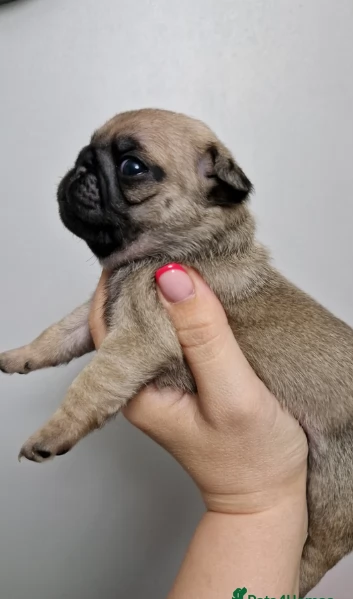 Bellissimi cuccioli di Carlino subito disponibili per adozione | Foto 6