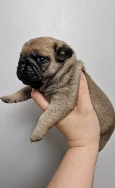 Bellissimi cuccioli di Carlino subito disponibili per adozione | Foto 3