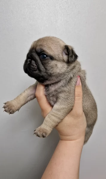 Bellissimi cuccioli di Carlino subito disponibili per adozione | Foto 1