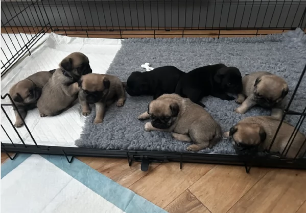 Bellissimi cuccioli di Carlino subito disponibili per adozione | Foto 0