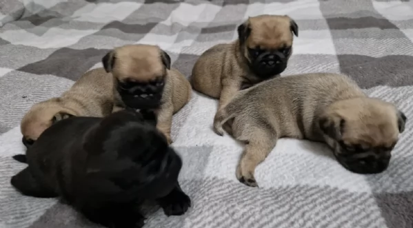 Bellissimi cuccioli di Carlino subito disponibili per adozione | Foto 3