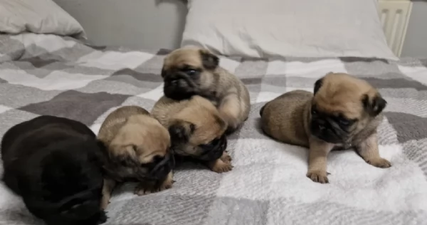 Bellissimi cuccioli di Carlino subito disponibili per adozione | Foto 2