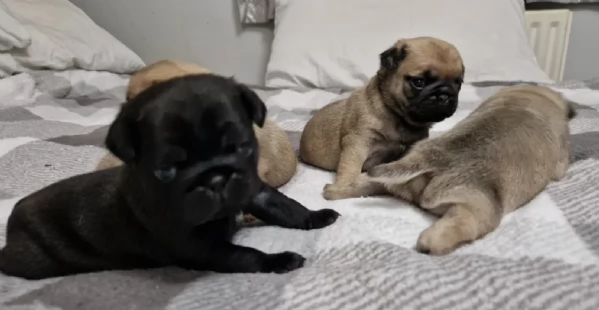Bellissimi cuccioli di Carlino subito disponibili per adozione | Foto 1