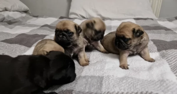 Bellissimi cuccioli di Carlino subito disponibili per adozione | Foto 0