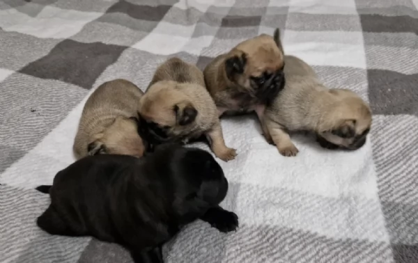 Bellissimi cuccioli di Carlino subito disponibili per adozione