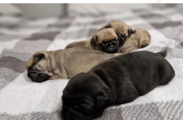 Bellissimi cuccioli di Carlino subito disponibili per adozione | Foto 4
