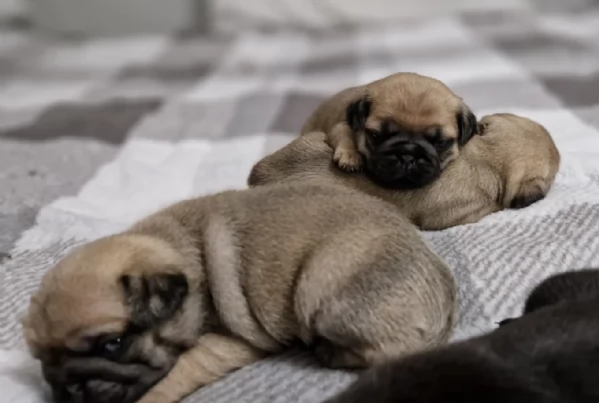 Bellissimi cuccioli di Carlino subito disponibili per adozione | Foto 3