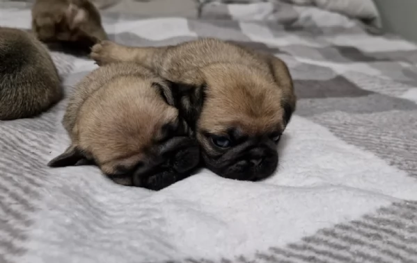Bellissimi cuccioli di Carlino subito disponibili per adozione | Foto 1