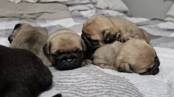 Bellissimi cuccioli di Carlino subito disponibili per adozione | Foto 0