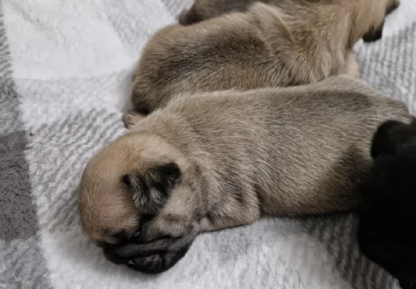 Bellissimi cuccioli di Carlino subito disponibili per adozione