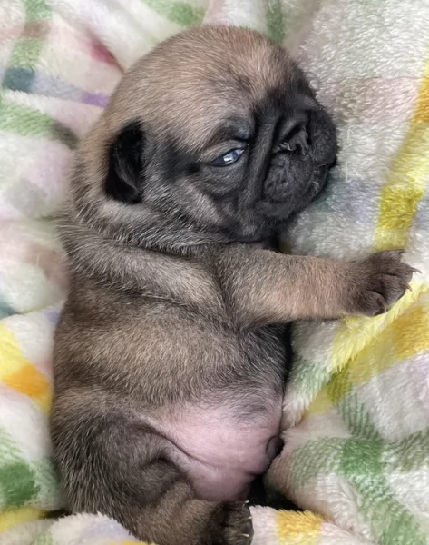 Bellissimi cuccioli di Carlino subito disponibili per adozione | Foto 5