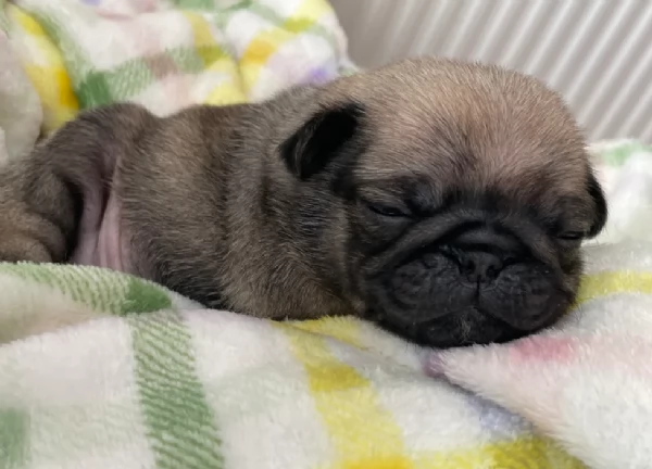 Bellissimi cuccioli di Carlino subito disponibili per adozione | Foto 0
