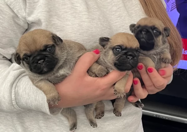 Bellissimi cuccioli di Carlino subito disponibili per adozione | Foto 3