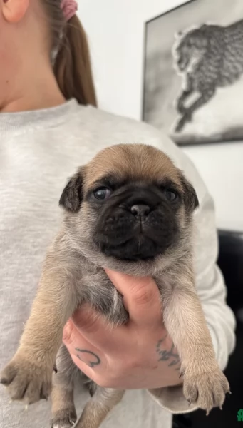 Bellissimi cuccioli di Carlino subito disponibili per adozione | Foto 1